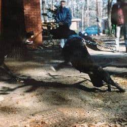 Lion King On Ice by J. Cole