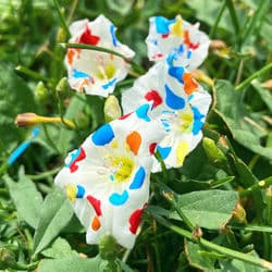 SUNray by Raz Fresco