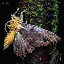 SS7.018VA by Various Artists